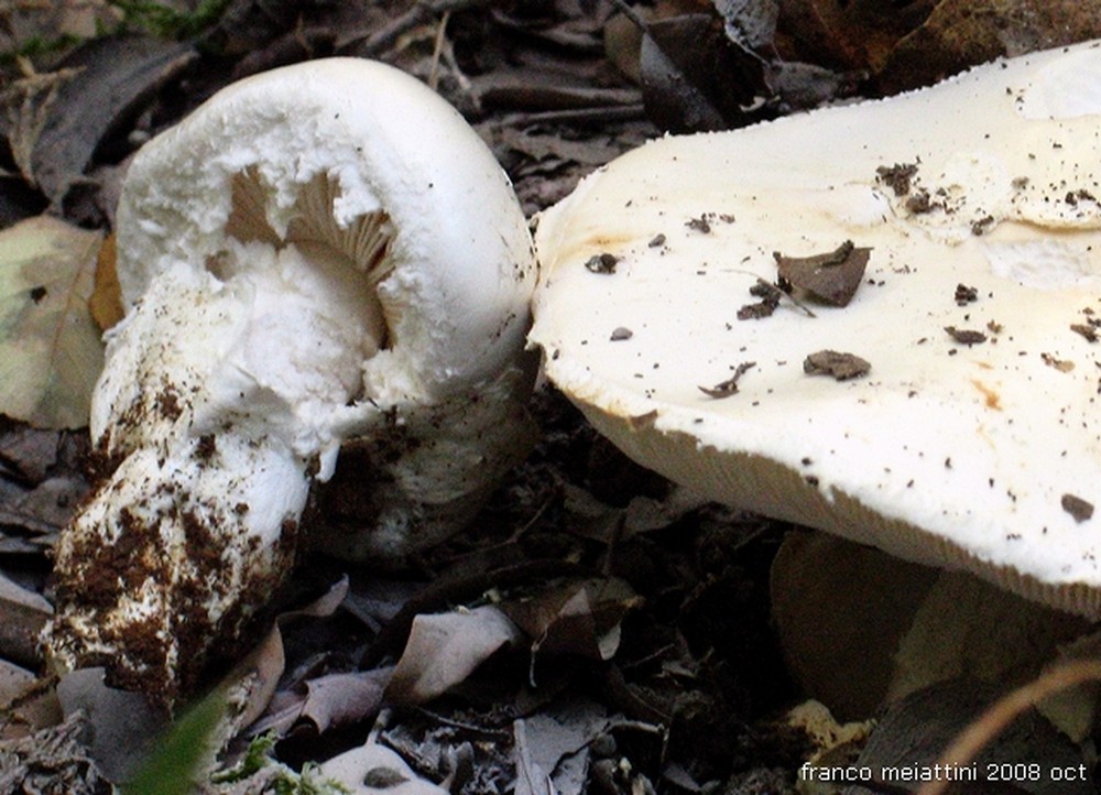 Nel secco bosco di leccio